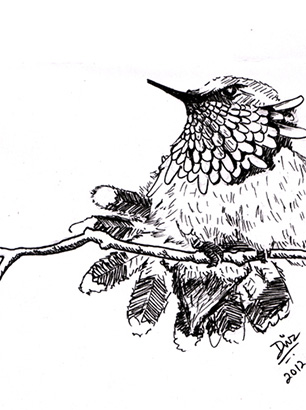 Art-of-Divya-Suvarna_Ink-Paint_Traditional_Art_Humming-bird-study_featured