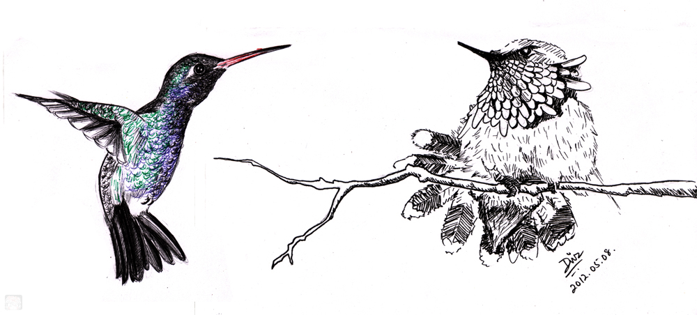 Art-of-Divya-Suvarna_Ink-paint_20120508 HUmmingbird_re