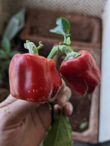 growing bell peppers at home 01