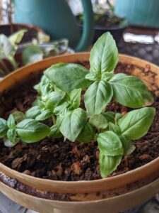 growing herbs at home 01